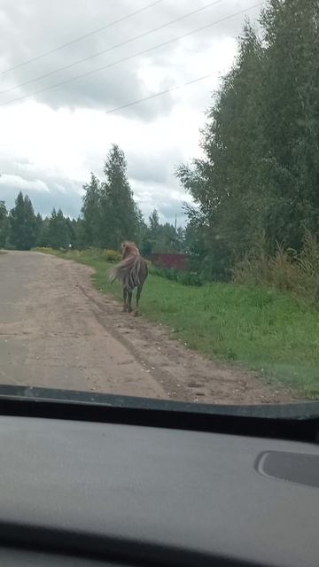 А пони тоже кони - пони  гуляют по деревне
