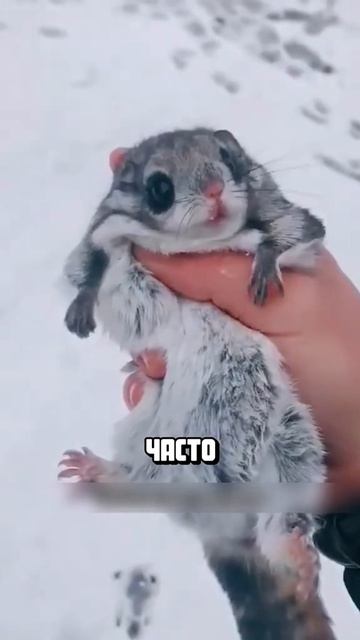Я люблю всех животных😇