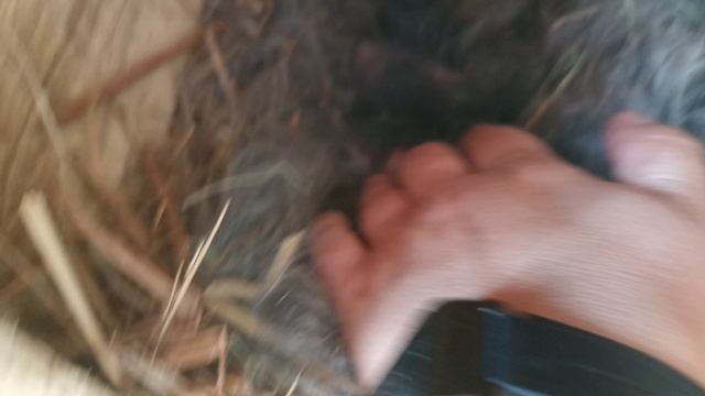 окрол Айше 25.08.26