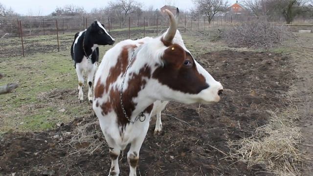 Кормлю коров пнями, купил часть стройматериала на сенник, выпустил коров впервые за целую неделю