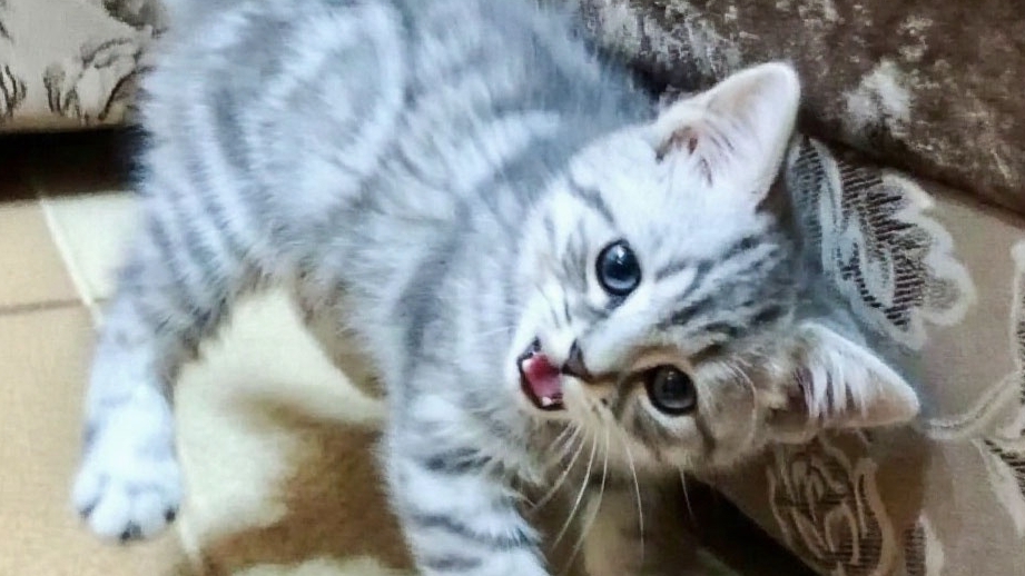 короче говоря я китаец