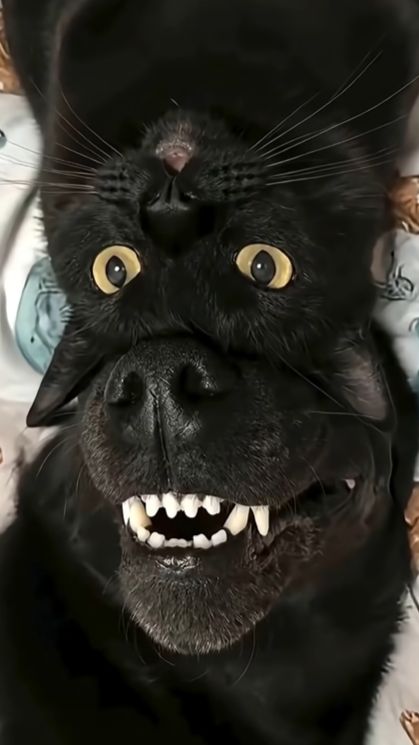 СМЕШНЫЕ КОТЫ ТОП 15🐱🤣 СМЕШНЫЕ ЖИВОТНЫЕ. ПРИКОЛЫ #приколыскотами #котята #юмор #ржака #смешное