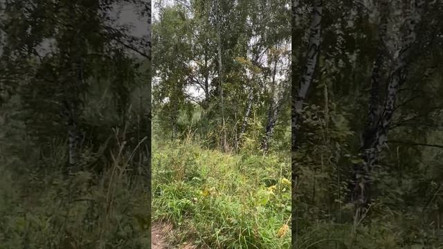 в лесу 25.08.26
