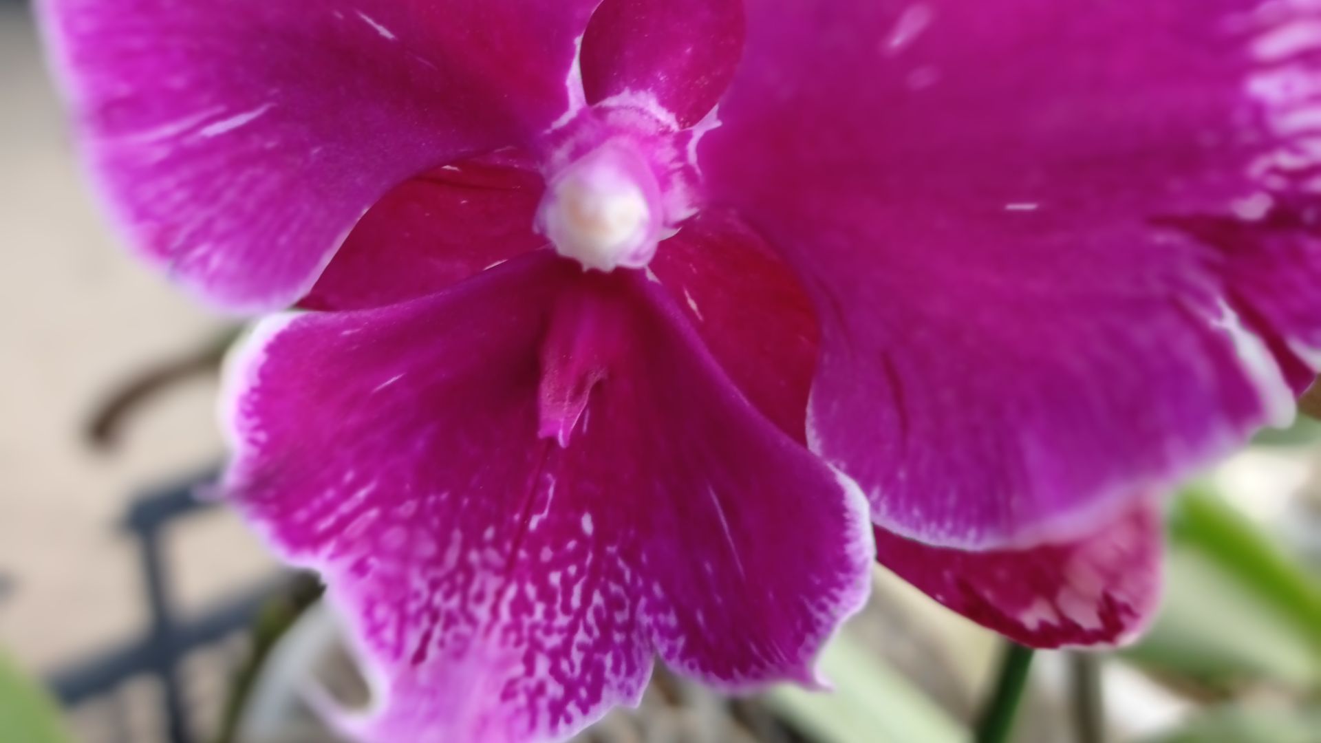Моя детка от Phal. Miki Black Marble + Taiwan Leopard