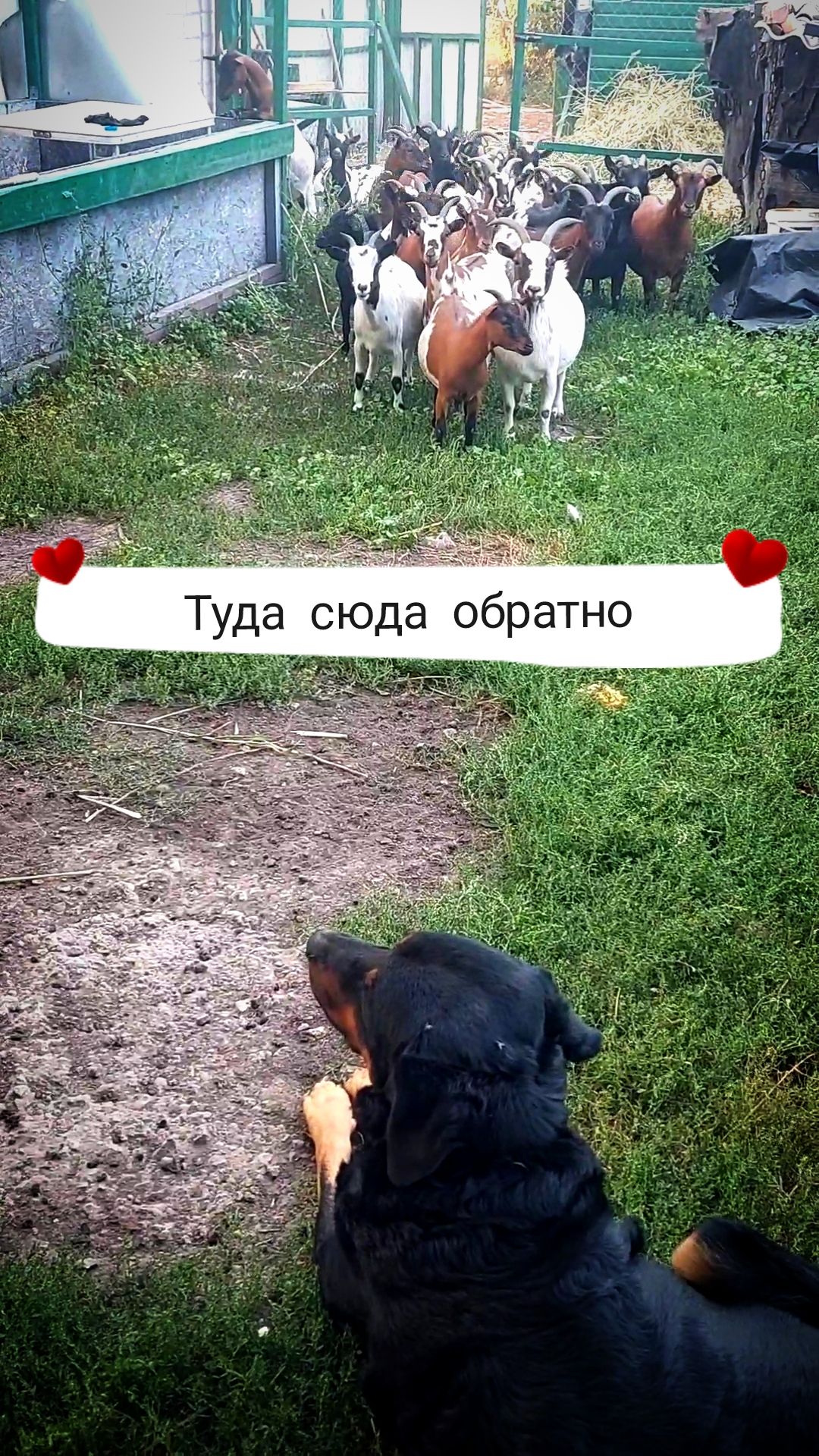 Пыль стоит столбом, а козы - туда сюда обратно