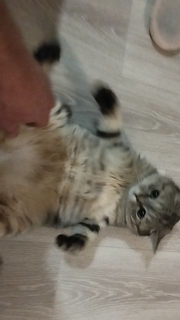 💙🐈💙