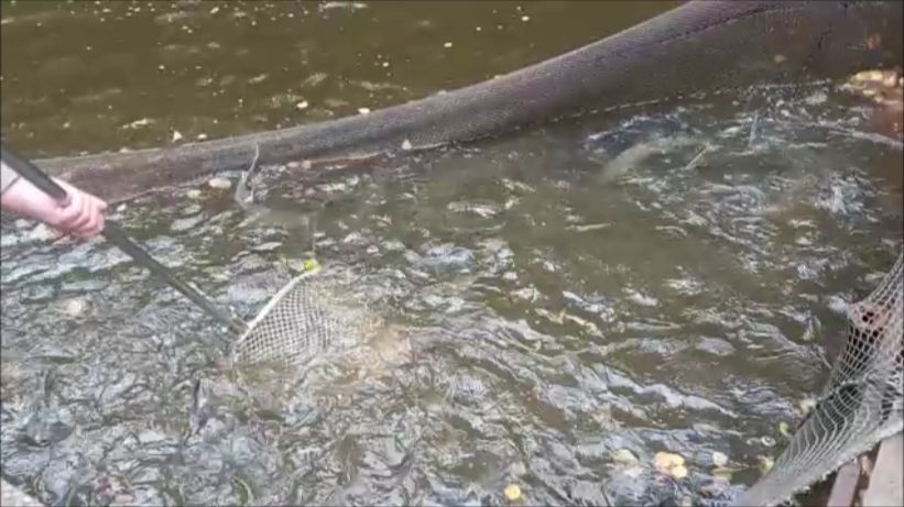 Зарыбление осетром нижнего водоёма 100 кг. Клёвое место Лосиный остров.