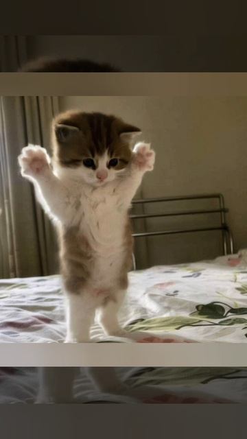 милые котята.