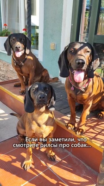 Готовность номер 1 к баварской горной гончей