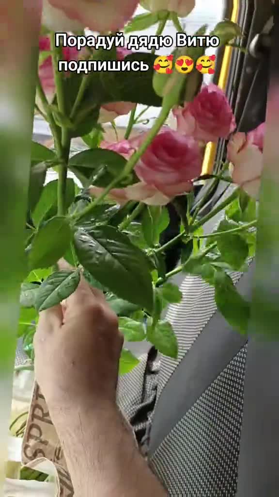 Свои розы и своя клубника у дяди Вити в Пензе. #клубника #розы #дядявитя #теплица #сад #огород