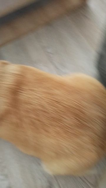 собака Коржик 🐕