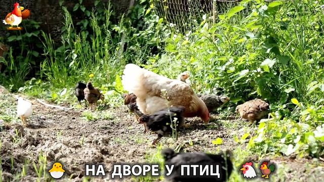 На дворе у птиц или куриная рутина простых несушек 4