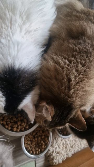 ЗАВТРАК У КОТОВ🥰💥💯
