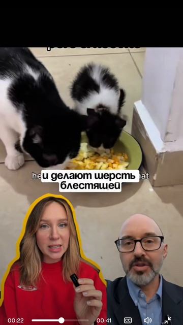 ребят заботьтесь о своих котах