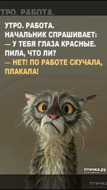 Работа . Юмор