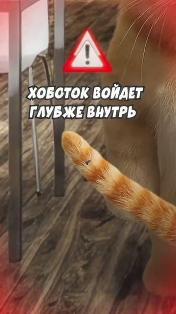 Клещ 