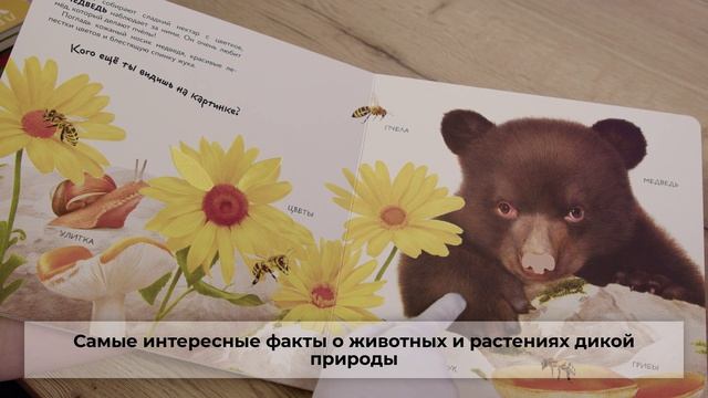 Дикие животные