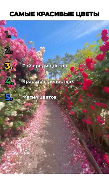 ТОП КРАСИВЫХ ЦВЕТОВ