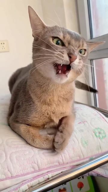 морзе кота