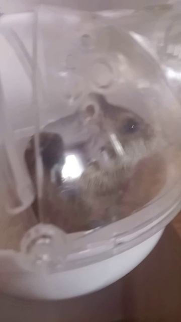 ✌Новая клетка Персифильдусу 🐹