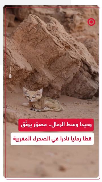 وثّق المصوّر الفرنسي ريمي فاشير مشاهد نادرة لصغير من قطط الرمال في الصحراء
