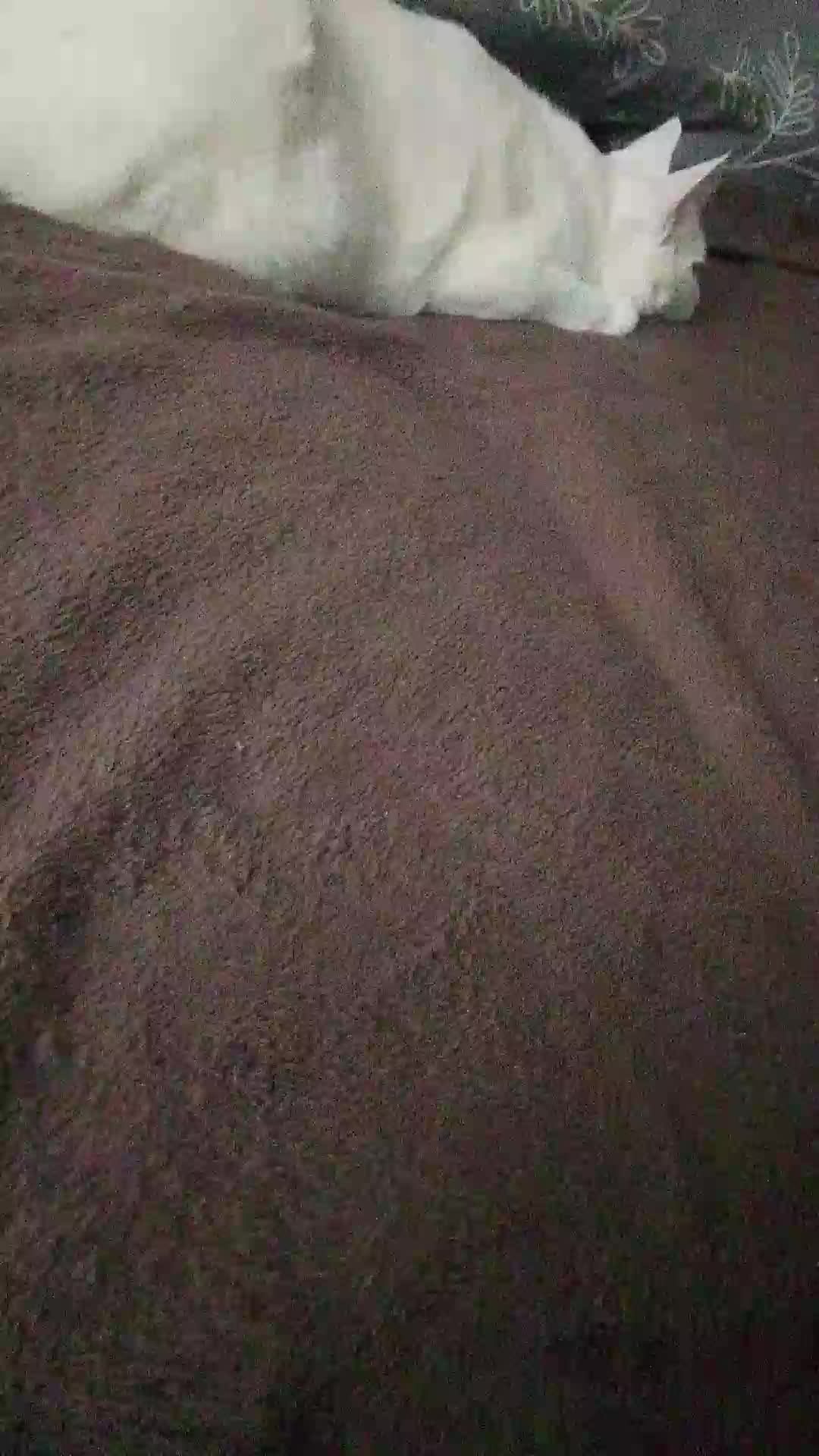 Стрим.