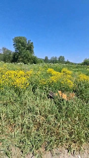 Барабка Участок