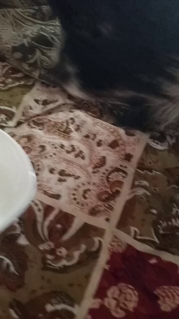 💖Молочные девочки 🐕🐈⬛Варюша и Рокси-Фартуну 🥰 💖🤗