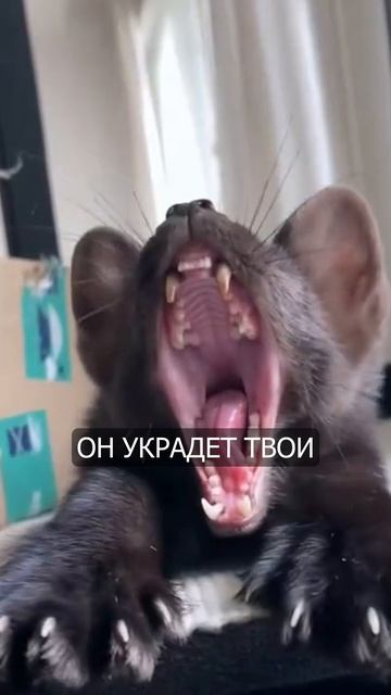 Соболь 25 августаКИСА ИЛИ ЕНОТ? 🦡 Почему Домашний соболь наведёт суету 24/7! #shorts #животные