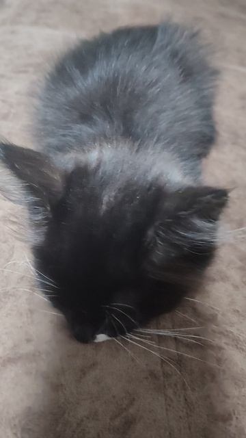 КОТИК ПУШОК СПИТ