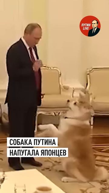 «Правильно испугались»꞉ как Путин с собакой Юмэ встретил японских журналистов #путин #👤 ПУТИН LIV