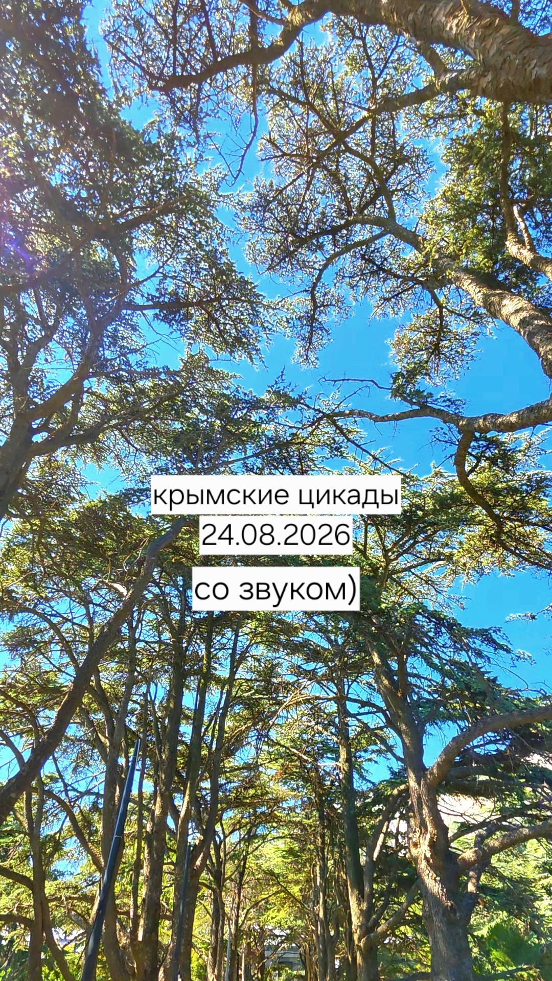 Крымские цикады) смотреть со звуком)  24.08.2026