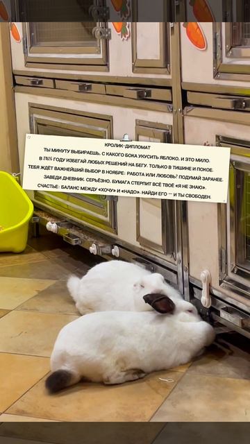 Приглашаем в Зайкафе погладить пушистых кроликов. Работаем каждый день с 10:00 до 22:00