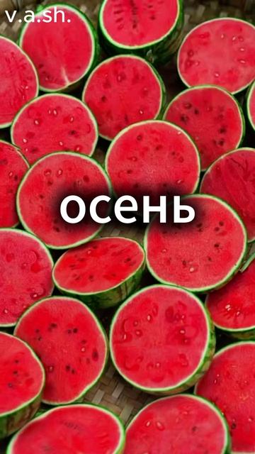 v.a.sh.-автор песен на канале