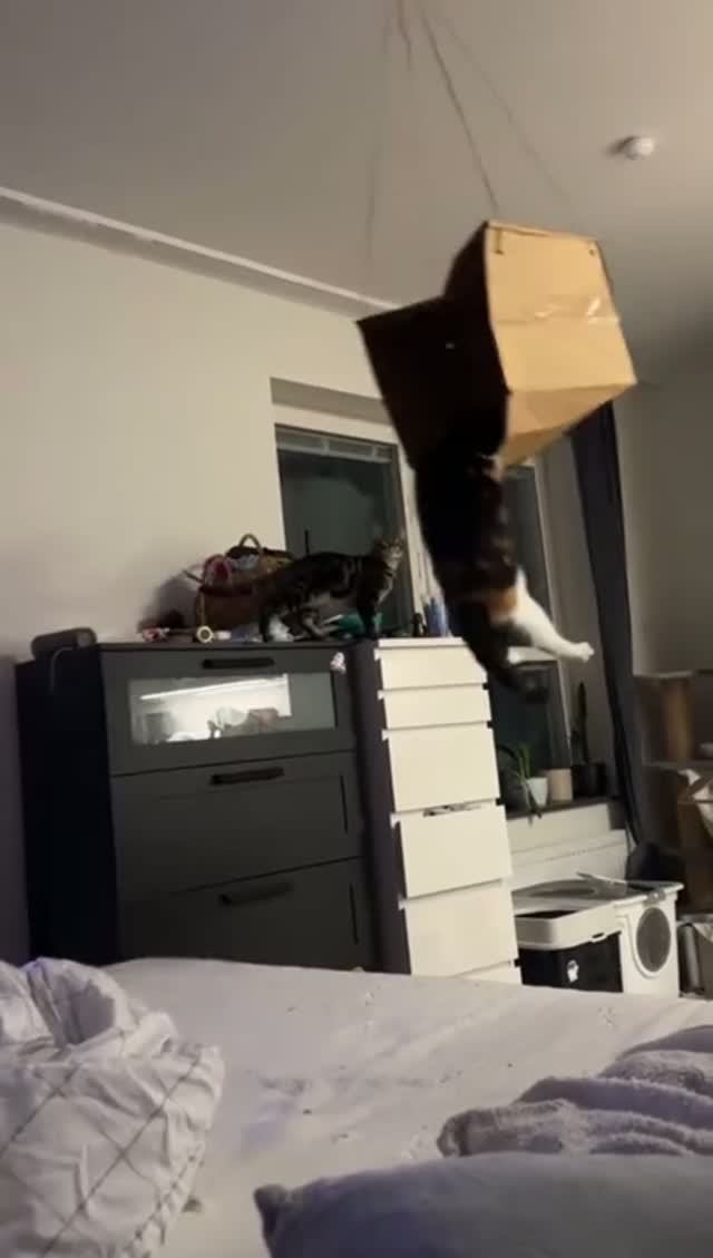 КОШАЧЬИ НЕУДАЧИ