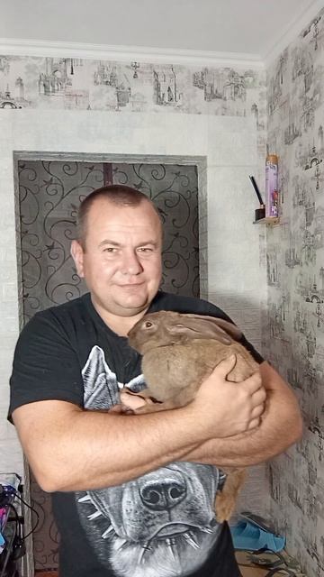кролики