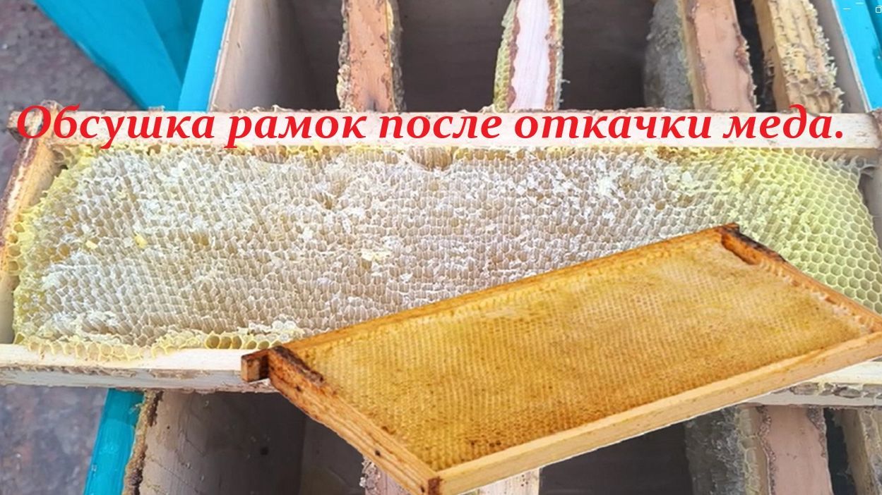 Пчёлы. Обсушка рамок после откачки меда. Как лучше обсушивать рамки после откачки меда.
