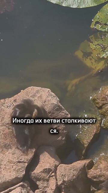 монолог мудреца