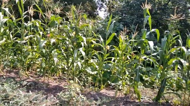 ❌ Помни корни свои ❌ Готова продать Родину ради раскрутки своего канала ❌ Блогеры лицемеры ❌