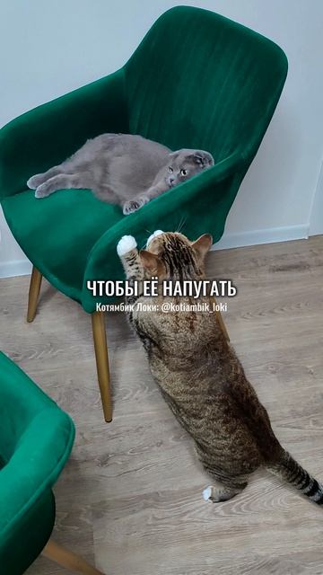 Даффи не выспалась😄