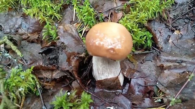 ГРИБОВ ОЧЕНЬ МНОГО!)) 🍄🍄🍄