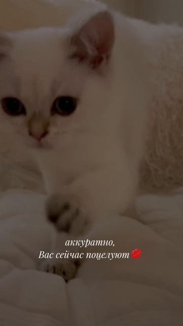 Telegram: dinarika_cattery