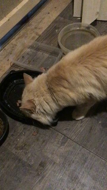 Ленобласть. Хвойное. Речка Вуокса. 24.08.2026 Обед котёночка Персика. Эпизод  3