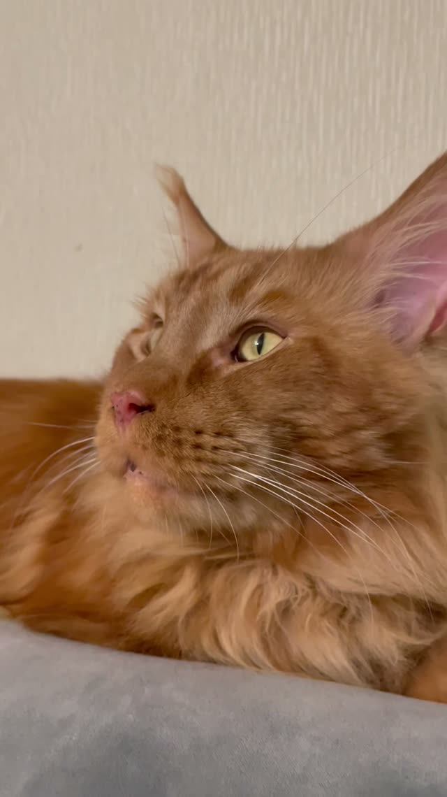 А ты разговариваешь с котом? 😺😄