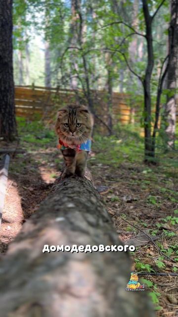 Абсолютный чемпион!🏆😸 #котики #юмор #животные
