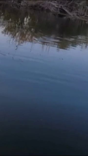 Щука на Хорватское яйцо 🥚