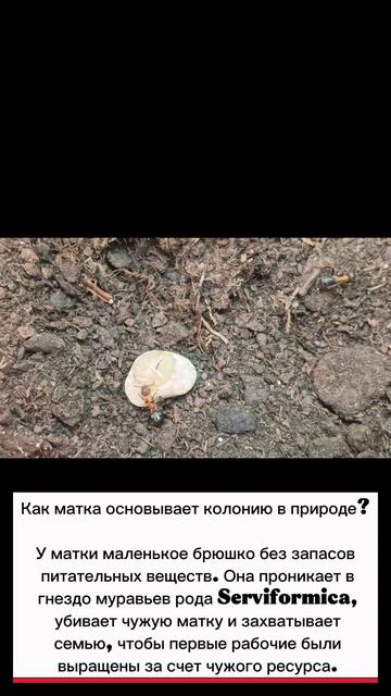 ТОП–5 вопросов о Raptiformica Sanguinea ДЛЯ НОВИЧКОВ😉🫠