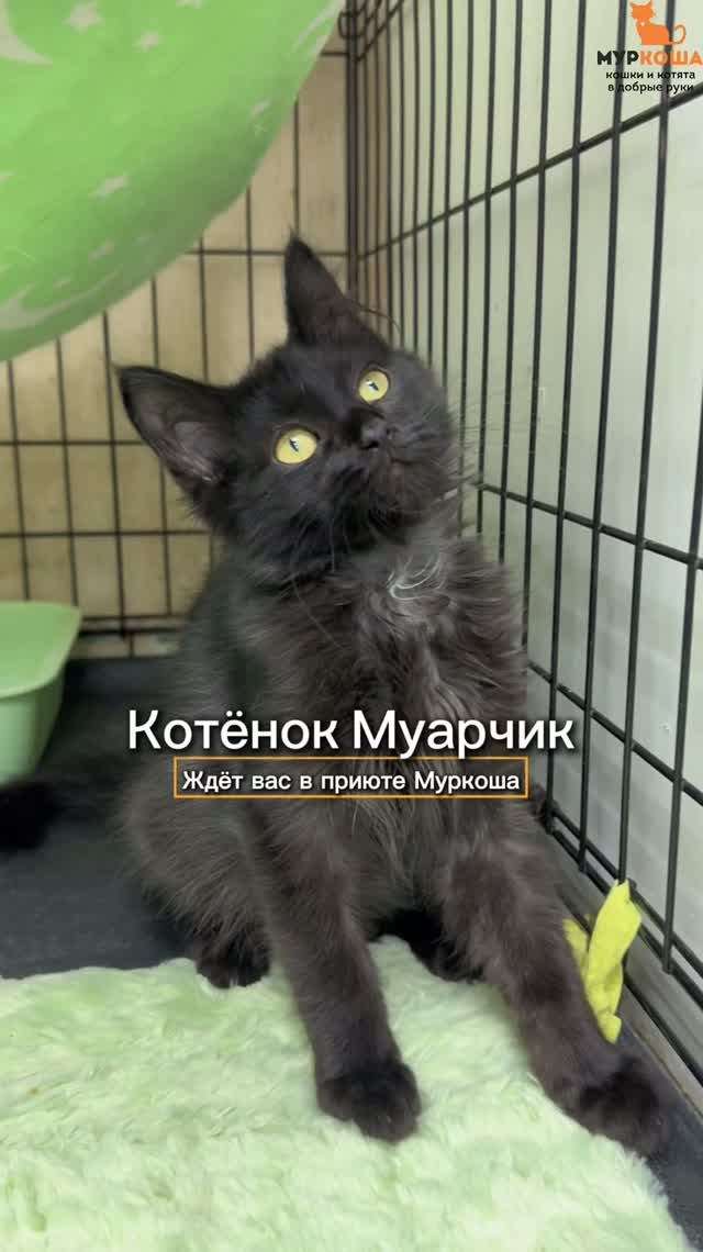 Муарчик ждёт вас в приюте Муркоша