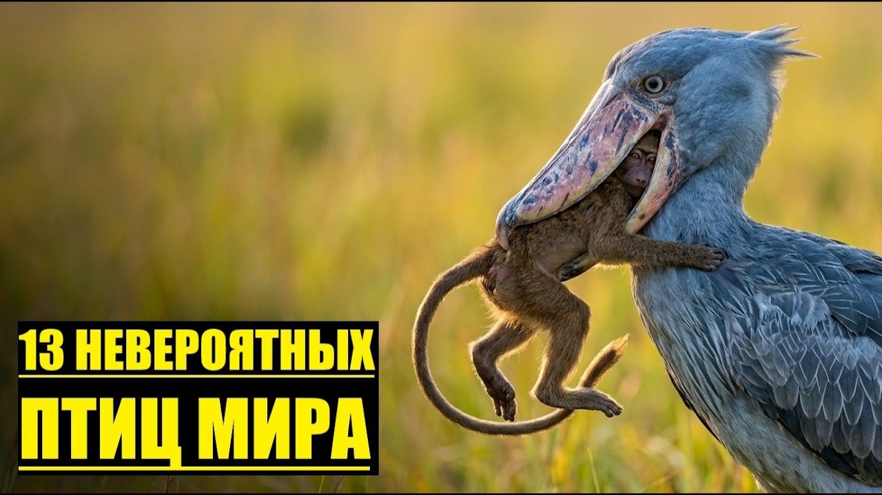 13 Удивительных и Странных Птиц Планеты!