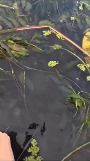 Сом попался на кружок... 😯